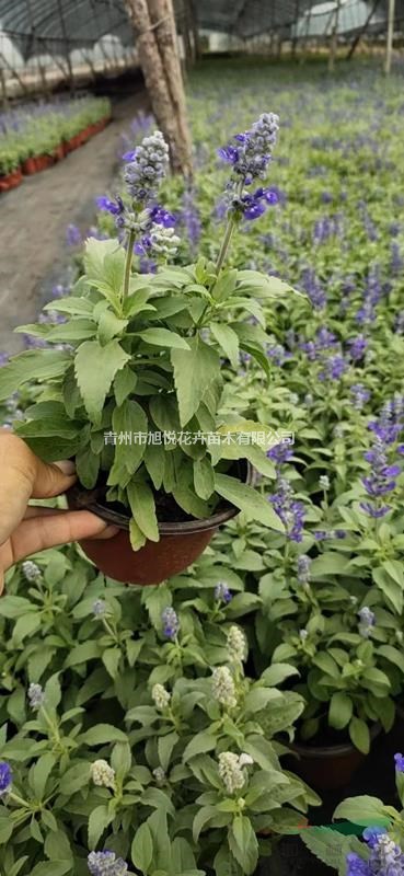 优质蓝花鼠尾草基地大量供应  蓝花鼠尾草种植基地  质优价廉旭悦花卉