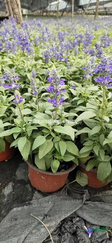 优质蓝花鼠尾草基地大量供应  蓝花鼠尾草种植基地  质优价廉旭悦花卉