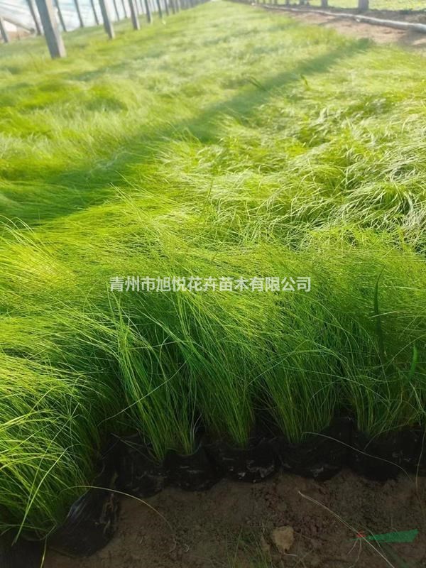 墨西哥羽毛草基地  墨西哥羽毛草批发  细茎针茅培育中心