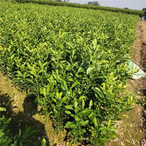 江西香橼树苗 香橼树园林庭院工程 香橼行道绿化风景树