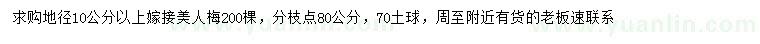 求购地径10公分以上嫁接美人梅