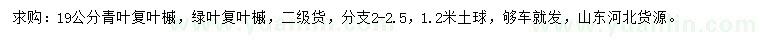 求购19公分青叶复叶槭、绿叶复叶槭