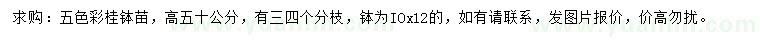 求购高50公分五色彩桂
