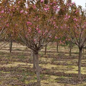 基地直销8公分樱花树7公分樱花树价格