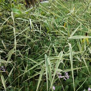 成都花叶芦苇基地  精品花叶芦苇杯苗  成都水生植物供应商