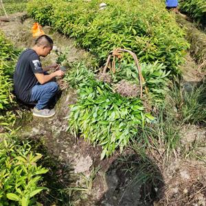 园林丛生木荷 10公分木荷小苗价格 苗圃种植销售木荷