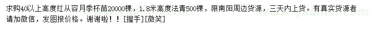 求购高40公分以上红从容月季、高1.8米法青