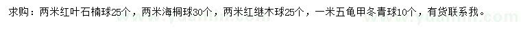 求购红叶石楠球、海桐球、红继木球等