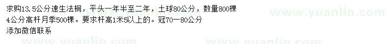 求购13.5公分速生法桐、4公分高杆月季