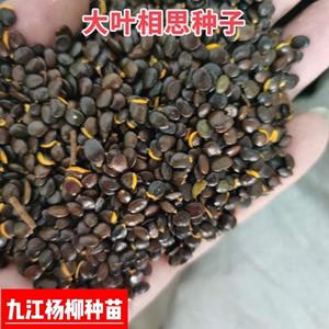 今年新上市大叶相思种子 大叶相思种子批发价格 相思种子批发