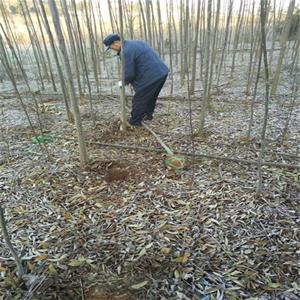 丛生栾树小区街道 绿化种植北栾树小苗 绿化苗木栾树苗