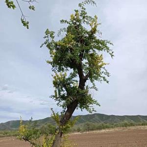 老榆树文冠果多彩嫁接一树多景