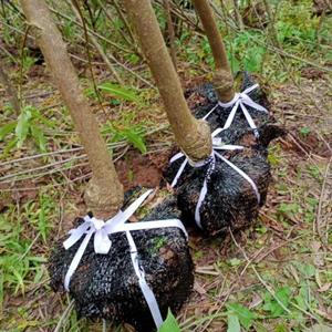 基地直销各地李子苗，品种纯正