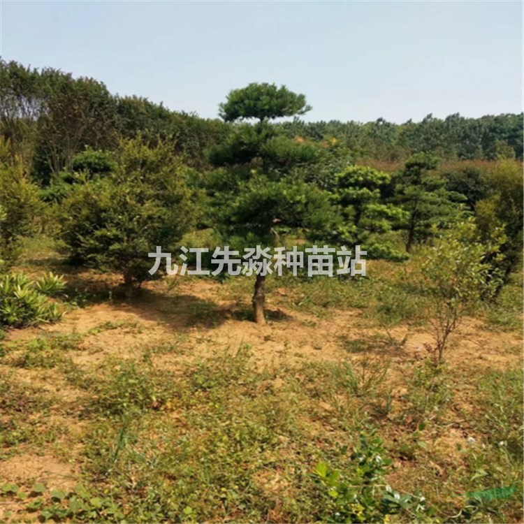造型罗汉松价格 10年移栽树苗圃 供应造型罗汉松苗