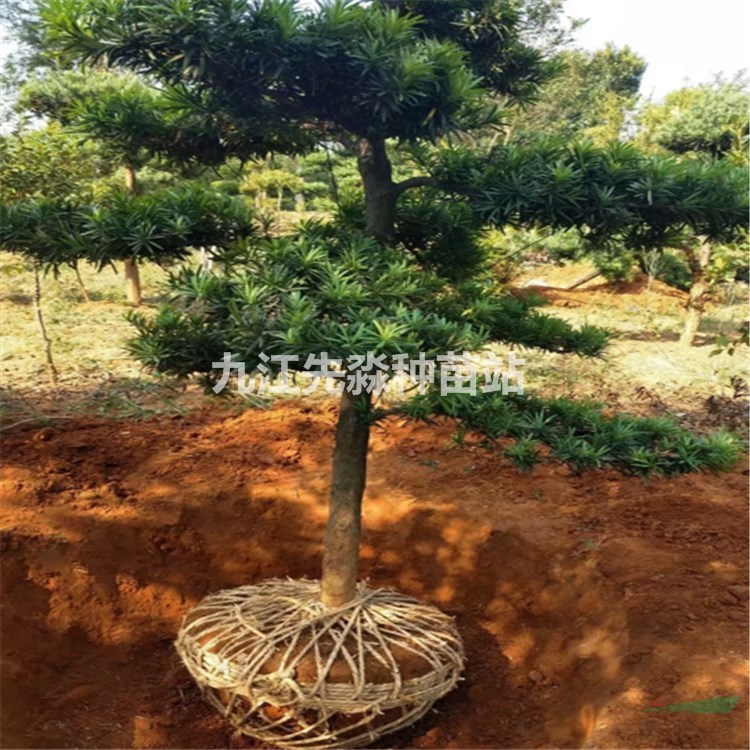 造型罗汉松价格 10年移栽树苗圃 供应造型罗汉松苗