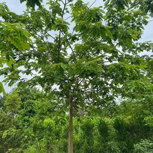 广东花旗木供应花旗木价格花旗木基地