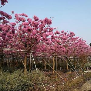 紫花风铃木价格紫花风铃木基地哪里有紫花风铃木