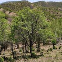 暴马丁香基地，批发价，质高价优