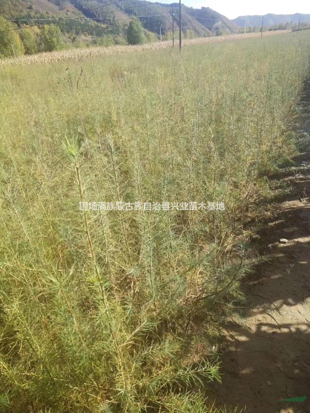 河北承德供应高30－50公分落叶松苗基地 规格齐全