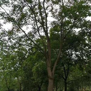 28公分乌桕30公分乌桕-产地价格行情直销