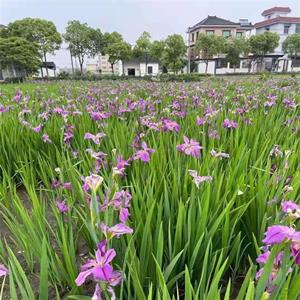 花色多样耐旱抗涝常绿豪景 路易斯安那鸢尾观赏性强