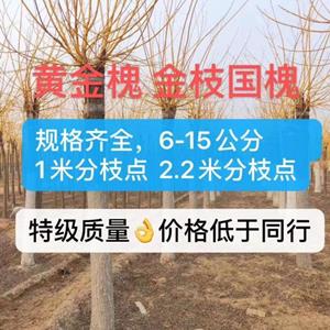 河北金枝槐基地 黄金槐批发 金枝国槐处理 白菜价