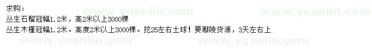 求购冠1.2米丛生石榴、丛生木槿