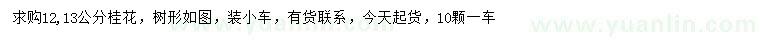 求购12、13公分桂花