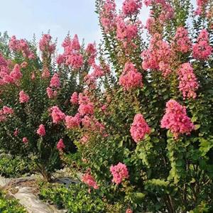 紫薇 笼子 高度3米 冠幅2.5米 枝条茂盛 移栽过 熟货