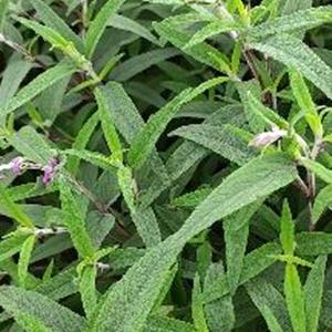 墨西哥鼠尾草