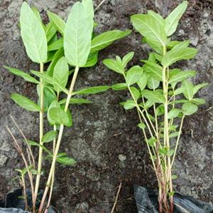 苗圃千屈菜、营养杯千屈菜、千屈菜小苗