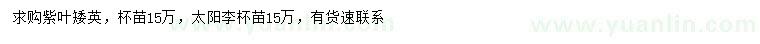 求购紫叶矮樱、太阳李