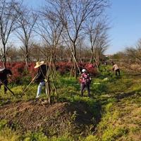 上海红叶石楠球价格优惠/上海红叶石楠球报价