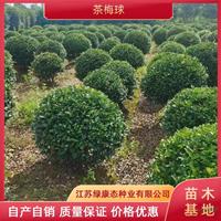 供应冠幅100厘米茶梅球 冠幅100公分茶梅球 精品茶梅球出售