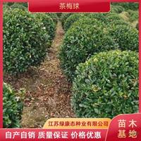 供应冠幅120厘米茶梅球 冠幅120公分茶梅球 精品茶梅球 大规格茶梅球