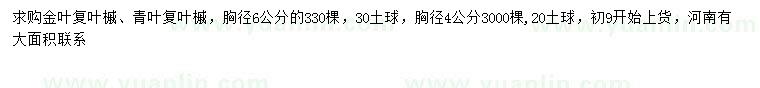 求购胸径4、6公分金叶复叶槭、青叶复叶槭