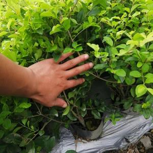 四川金禾女贞基地  批发40-50高大杯金禾女贞  金禾女贞球批发  金禾女贞基地批发