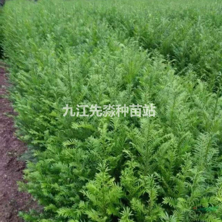 一年生紅豆杉造林苗、多種規格地栽紅豆杉小苗、現挖現賣耐寒耐旱
