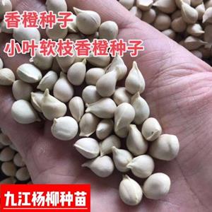 香橙种子 小叶软枝香橙种子 嫁接果树砧木种子