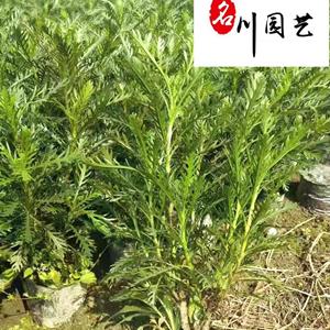 黄金菊花卉苗木批发 成都黄金菊苗圃基地 自产自销 黄金菊团购价