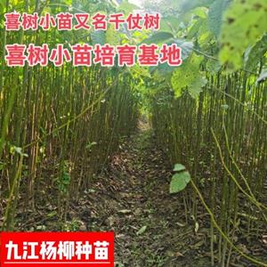 喜树小苗培育基地 又名千仗树 喜树小苗行情报价