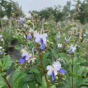 九尾狐、醉蝶、盾牌草、蓝蝴蝶、车前草、歌舞芒、非洲鼠尾草、粉花香科科、金叶蓝花莸、金边胡秃子、香蕉