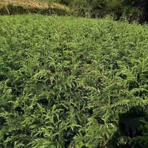 柳杉树苗基地直发 大量工程绿化苗木 景区全冠树苗