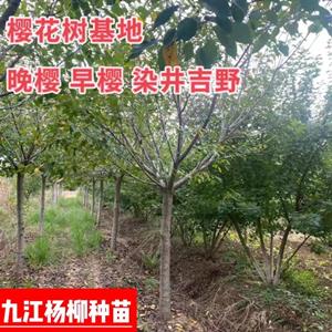 供应樱花 1-15公分樱花树价格 晚樱树行情报价 樱花树基地价格