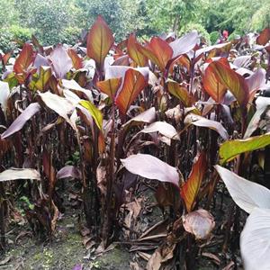 美人蕉苗圃基地  批发供应50-80高美人蕉  美人蕉价格  重庆、贵州、四川美人蕉基地