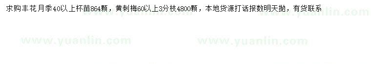 求购40公分以上丰花月季、60公分以上黄刺梅