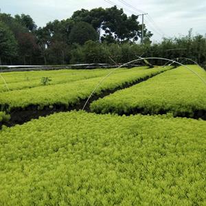 佛甲草基地  批发供应大杯双色杯佛甲草   佛甲草价格   重庆、四川佛甲草基地