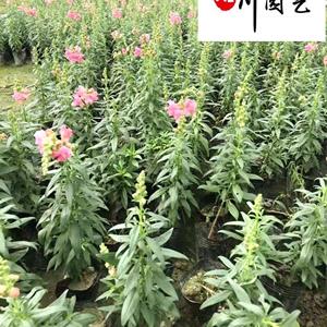 金鱼草苗圃基地直销 花境租摆金鱼草 成都金鱼草花卉苗木批发 