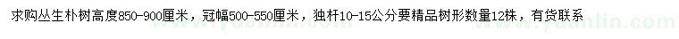 求购冠幅500-550公分丛生朴树