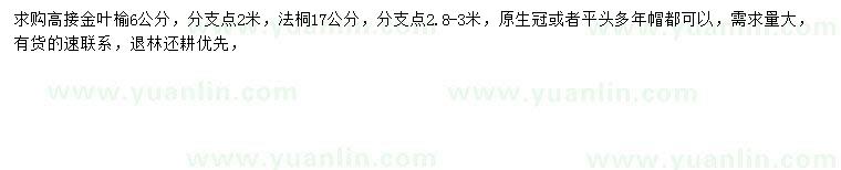 求购6公分高接金叶榆、17公分法桐